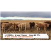Image 1 : N over 7 Farms-Stavely, AB  +/- Steers