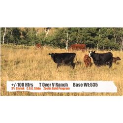 T over V Ranch-Stavely AB.  +/- Heifers