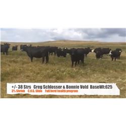 Greg Schlosser & Bonnie Vold-Stavely, AB  +/- Steers