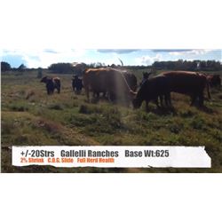 Gallelli Ranches-Madden, AB  +/- Steers