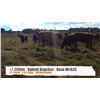 Image 1 : Gallelli Ranches-Madden, AB  +/- Steers