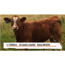 LS Land & Cattle-Didsbury, AB  +/- Steers