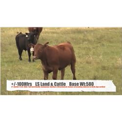 LS Land & Cattle-Didsbury, AB  +/- Heifers
