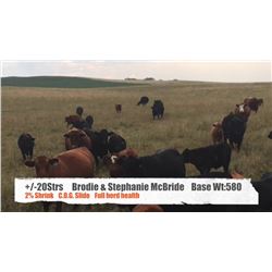 Brodie & Stephanie McBride  +/- Steers