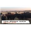 Image 1 : MW Ranching Ltd-Castor, AB  +/- Steers