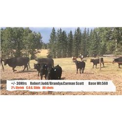 Robert Judd & Brandy/Carman Scott-Dogpound, AB  +/- Heifers