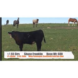 Shane Franklin - Bonneyville, AB  +/- Steers