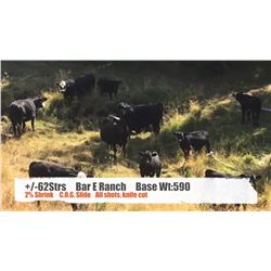 Bar E Ranch-Cochrane, AB  +/- Steers