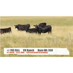 C K Ranch-Kyle, SK  +/- Steers