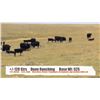 Image 1 : Dunn Ranching - Mankota, SK  +/- Steers