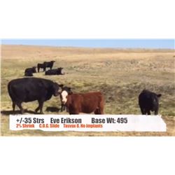 Eve Erikson-Consul, SK  +/- Heifers