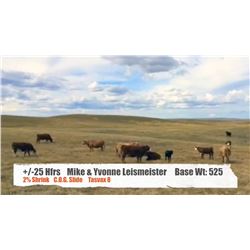 Mike & Yvonne Leismeister - Consul, SK  +/- Heifers