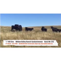 Willow Valley Ranch - Glidden, SK  +/- Steers