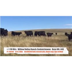 Willow Valley Ranch - Glidden, SK  +/- Heifers