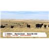 Image 1 : Marvin Grant (Newton Lake Ranch) - Val Marie, SK  +/- Heifers