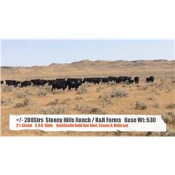 Stoney Hills Ranch - R & R Farms - Bracken, SK  +/- Steers