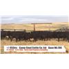 Image 1 : Campstool Cattle Co Ltd.-Granum, AB  +/- Steers