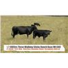 Image 1 : Three Walking Sticks Ranch-Claresholm, AB  +/- Steers
