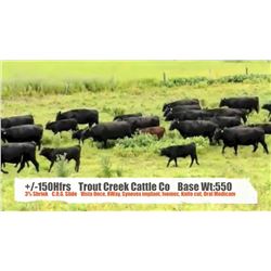 Trout Creek Cattle Co.-Claresholm, AB  +/- Heifers