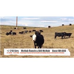 McNab Ranch/Bill McNab-Fort Macleod, AB  +/- Steers