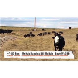 McNab Ranch/Bill McNab-Fort Macleod, AB  +/- Steers