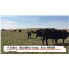 Image 1 : Black Acre Farms-Fort Macleod, AB  +/- Steers