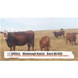 Watmough Ranch, Fort Macleod, AB  +/- Steers