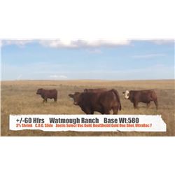 Watmough Ranch - Fort MacLeod, AB  +/- Heifers
