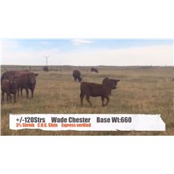Wade Chester-Fort Macleod, AB  +/- Steers