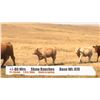 Image 1 : Shaw Ranches - Cardston, AB   +/- Heifers