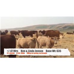 Ken & Linda Jensen - Cardston, AB  +/- Heifers