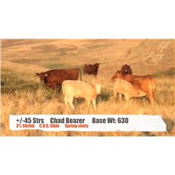 Chad Beazer - Cardston, AB  +/- Steers