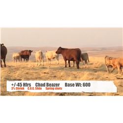 Chad Beazer - Cardston, AB  +/- Heifers