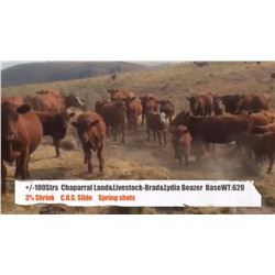 Chaparral Land & Livestock / Brad & Lydia Beazer - Cardston, AB  +/- Steers
