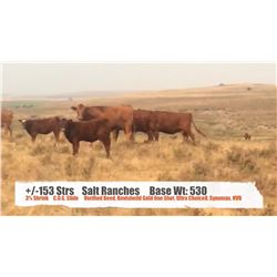 Salt Ranches - Cardston, AB  +/- Steers
