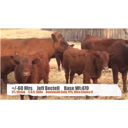 Jeff Bectell - Cardston, AB  +/- Heifers