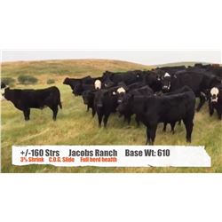 Jacobs Ranch-Mountain View, AB  +/- Steers