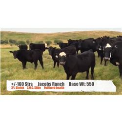 Jacobs Ranch-Windthorst, SK  +/- Steers