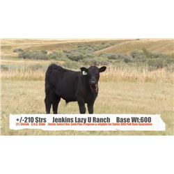 Jenkins Lazy U Ranch-Pincher Creek, AB  +/- Steers