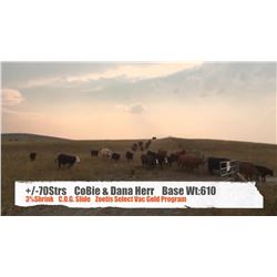 CoBie & Dana Herr-Pincher Creek, AB  +/- Steers