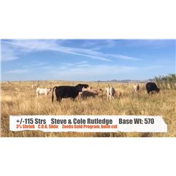 Steve & Cole Rutledge-Cowley, AB  +/- Steers