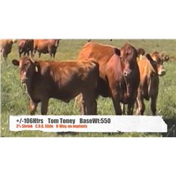 Tom Toney-Pincher Creek, AB  +/- Heifers