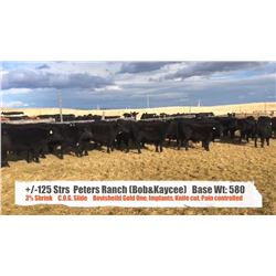 Peters Ranch (Bob & Kaycee Peters)-Pincher Creek, AB  +/- Steers