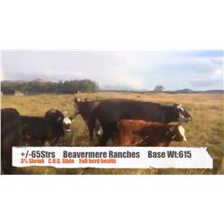 Beavermere Ranch-Beavermines, AB  +/- Steers
