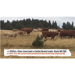Char-Lew Land & Cattle and Brant Lewis-Pincher Creek, AB  +/- Steers