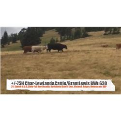 Char-Lew Land & Cattle and Brant Lewis-Pincher Creek, AB  +/- Heifers