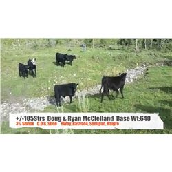 Doug & Ryan McClelland-Pincher Creek, AB  +/- Steers