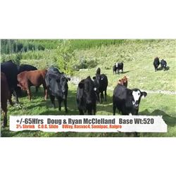 Doug & Ryan McClelland-Pincher Creek, AB  +/- Heifers