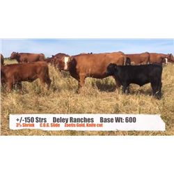 Deley Ranches-Pincher Creek, AB  +/- Steers