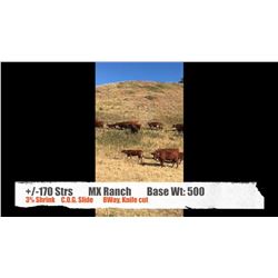 MX Ranch-Pincher Creek, AB  +/- Steers